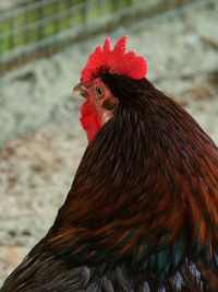 Close-up of rooster