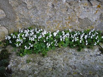 Close-up of plants