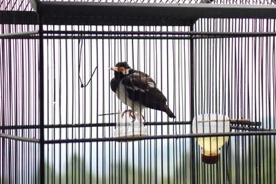 Bird perching on a cage