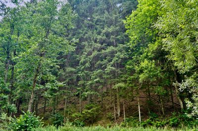 Scenic view of forest