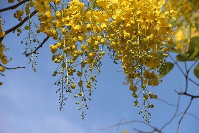 Low angle view of flowering plant against sky