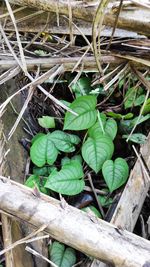 High angle view of leaves on wood field