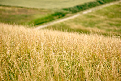 Scenic view of wheat field