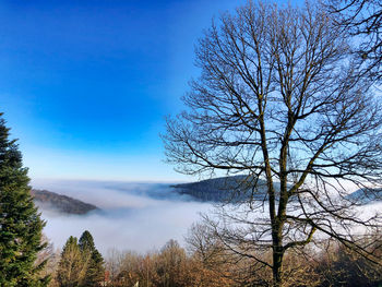 Scenic view of bare trees against blue sky