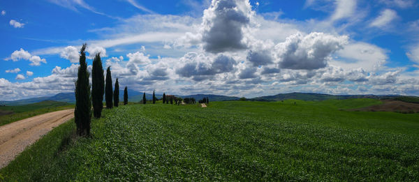 Panoramic view of agricultural field against sky