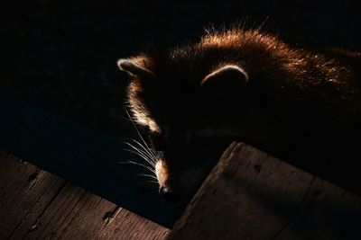 Close-up of a cat