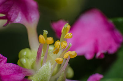 Close-up of pink flowering plant