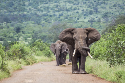 View of elephant walking on road