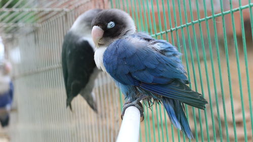 Close-up of parrot in cage