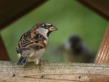 Close-up of sparrow perching on wood