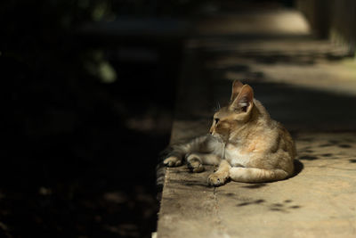 Close-up of cat sitting outdoors