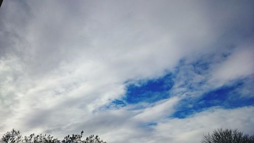 Low angle view of trees against blue sky