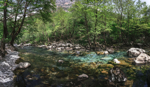 Scenic view of waterfall in forest