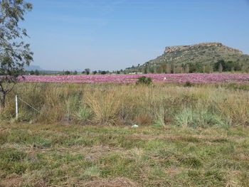 Plants growing on field against clear sky