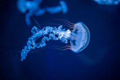 Close-up of jellyfish swimming in sea