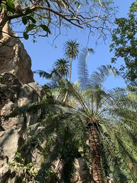 Low angle view of coconut palm tree against sky