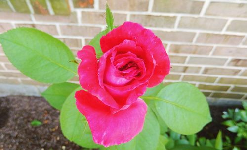 Close-up of red rose