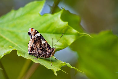 Close-up of butterfly on leaves