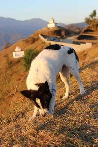 Cow grazing on field