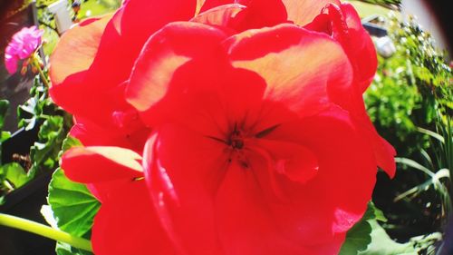 Close-up of red flowers blooming outdoors