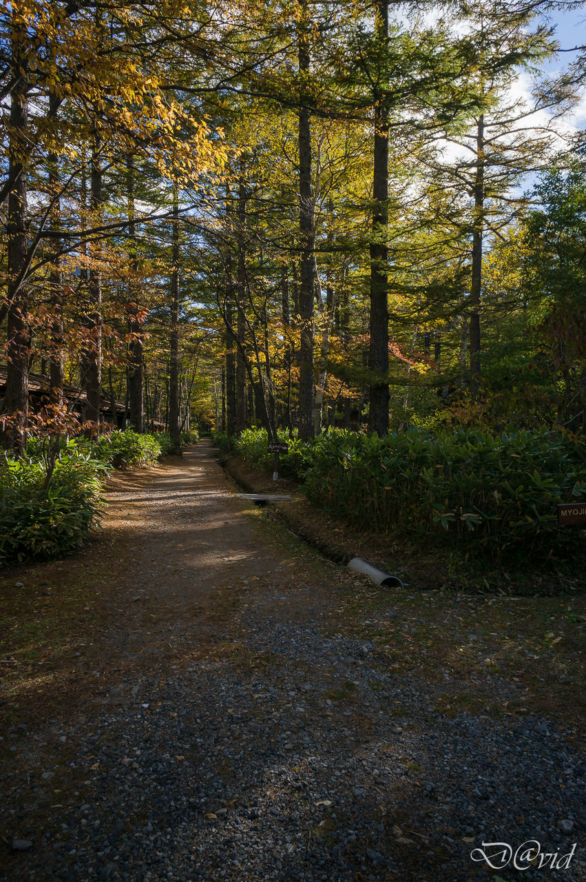 ROAD PASSING THROUGH FOREST