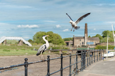 Seagull flying over a wall