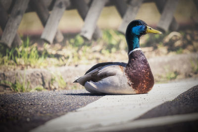 Close-up of mallard duck