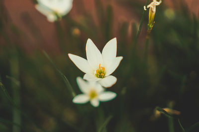 Close-up of white flowering plant