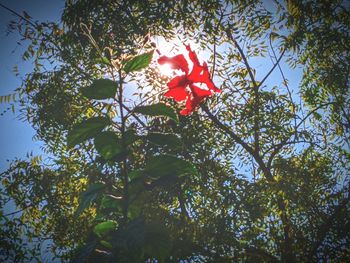 Low angle view of red flowering tree against sky