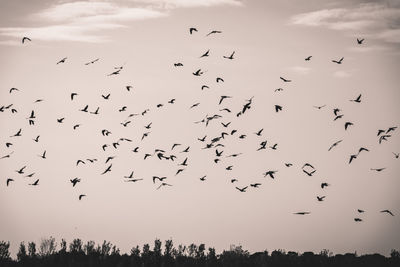 Low angle view of silhouette birds flying against sky