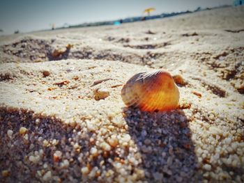 Close-up of seashell on beach