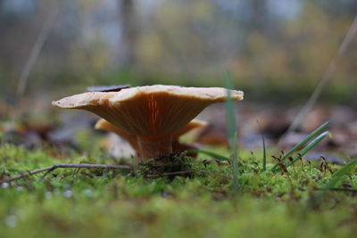 Close-up of mushroom growing on field