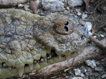 Close-up portrait of a reptile