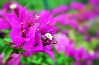 Close-up of pink flowers blooming outdoors