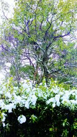 White flowers on tree