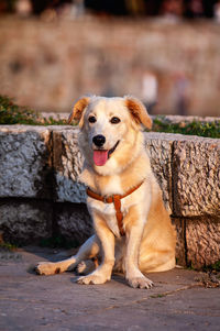 Portrait of dog sitting outdoors