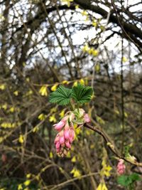 Close-up of pink flowering plant