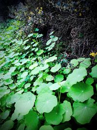 Full frame shot of leaves