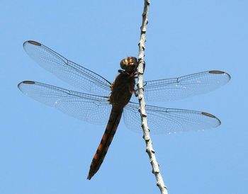 Low angle view of insect against sky