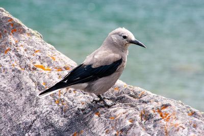 Close-up of bird