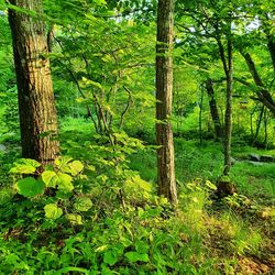 Trees in forest