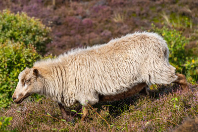 Sheep grazing in a heather field on the island sylt