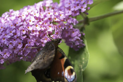 Close-up of butterfly pollinating on purple flower