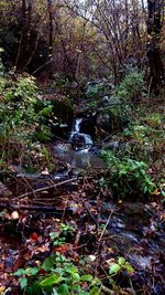 River flowing through forest