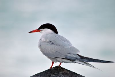 Close-up of bird perching on the sky