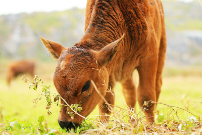 A calf grazing in the field