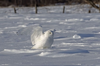 White bird flying over snow covered field