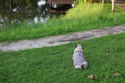 grass