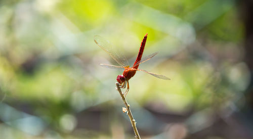 Close-up of dragonfly on plant