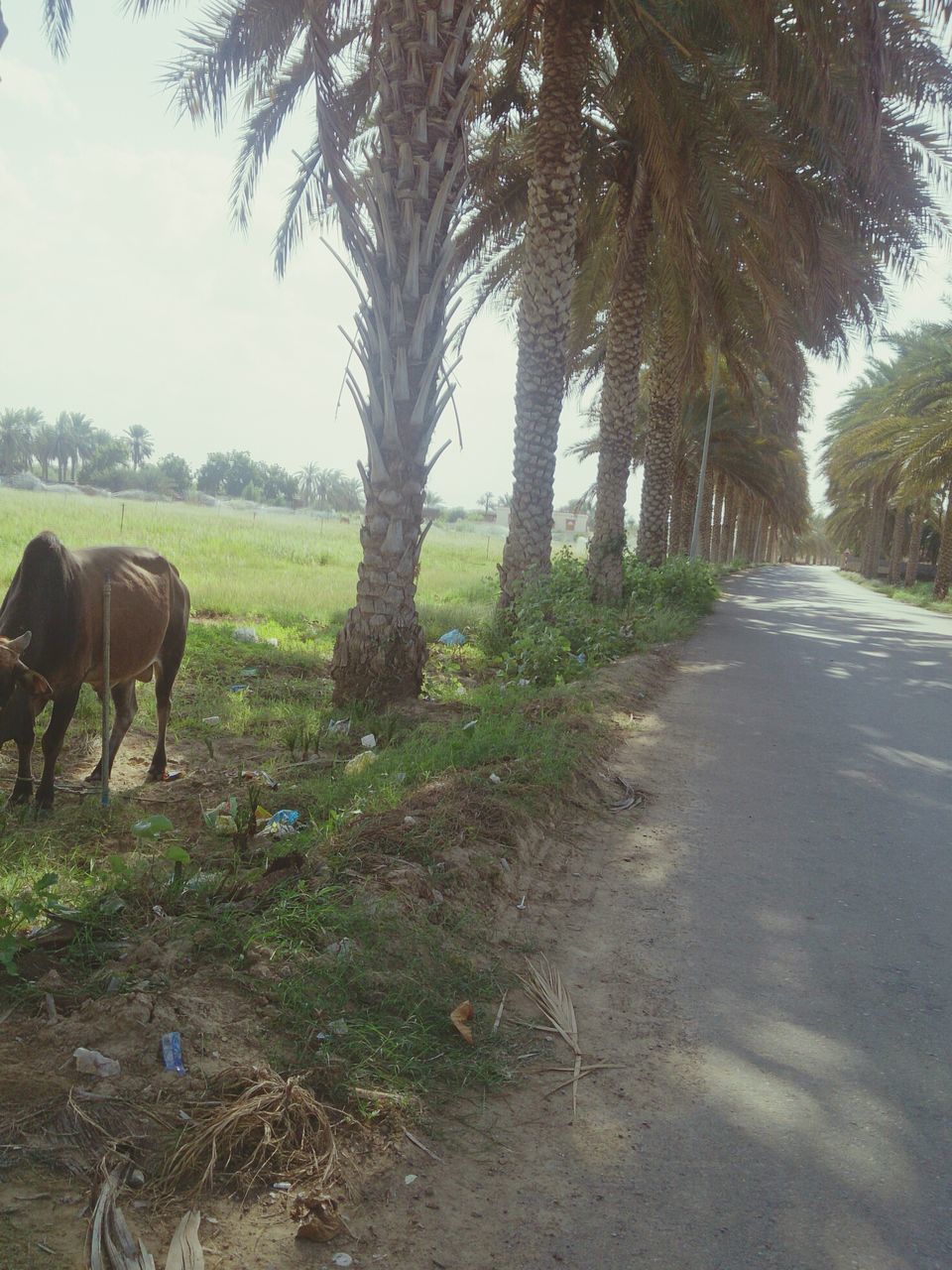 tree, animal themes, road, the way forward, transportation, mammal, domestic animals, grass, dirt road, diminishing perspective, street, field, nature, growth, landscape, tranquility, country road, day, outdoors, horse